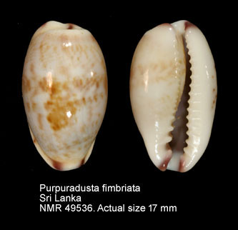 Purpuradusta fimbriata (2).jpg - Purpuradusta fimbriata(Gmelin,1791)